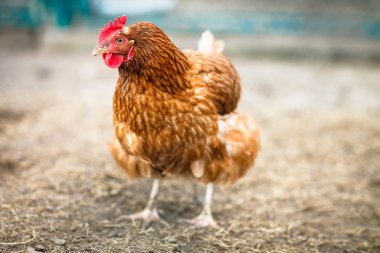 Bir tavuk (Gallus gallus domesticus çiftlik avlusu closeup)