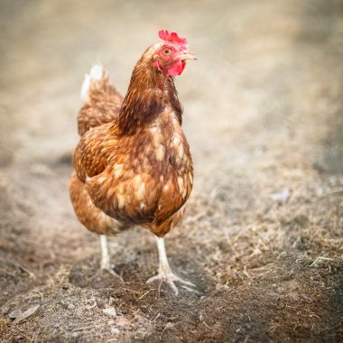 Bir tavuk (Gallus gallus domesticus çiftlik avlusu closeup)