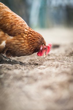 Bir tavuk (Gallus gallus domesticus çiftlik avlusu closeup)