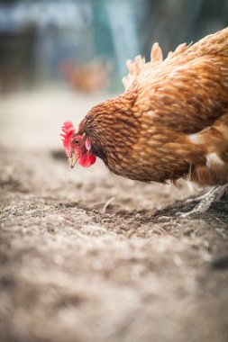 Bir tavuk (Gallus gallus domesticus çiftlik avlusu closeup)