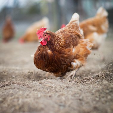 Bir tavuk (Gallus gallus domesticus çiftlik avlusu closeup)