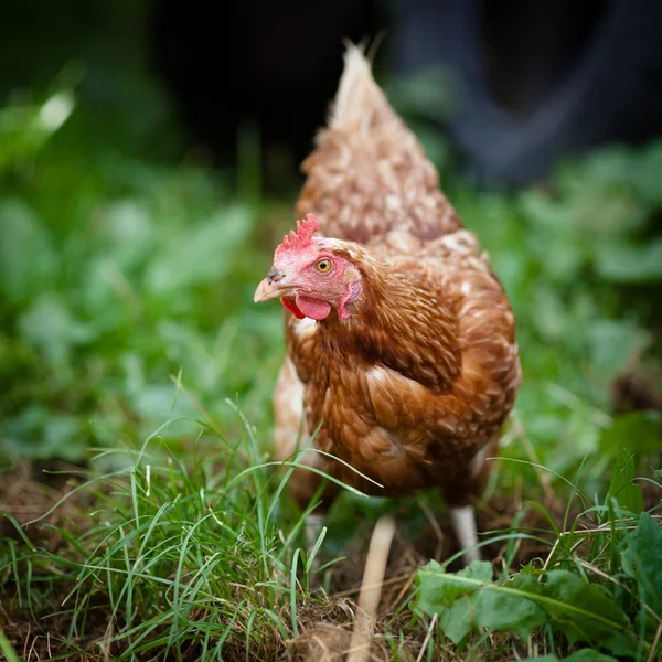 Fecho de uma galinha em um quintal (Gallus gallus domesticus ) — Fotografia de Stock