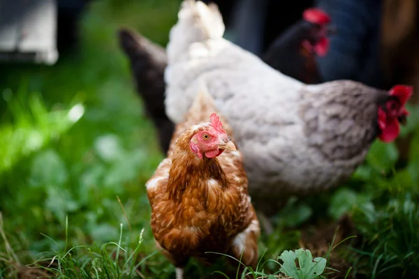 Close-up van een kip in een boerderij (Gallus gallus domesticus) — Stockfoto