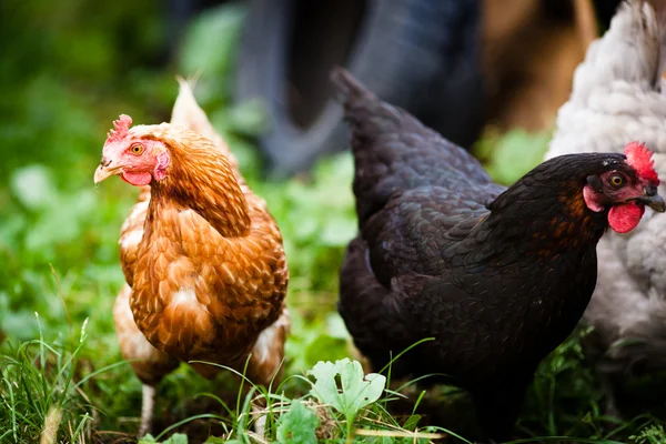 Closeup of a hen in a farmyard (Gallus gallus domesticus) — Stock Photo, Image