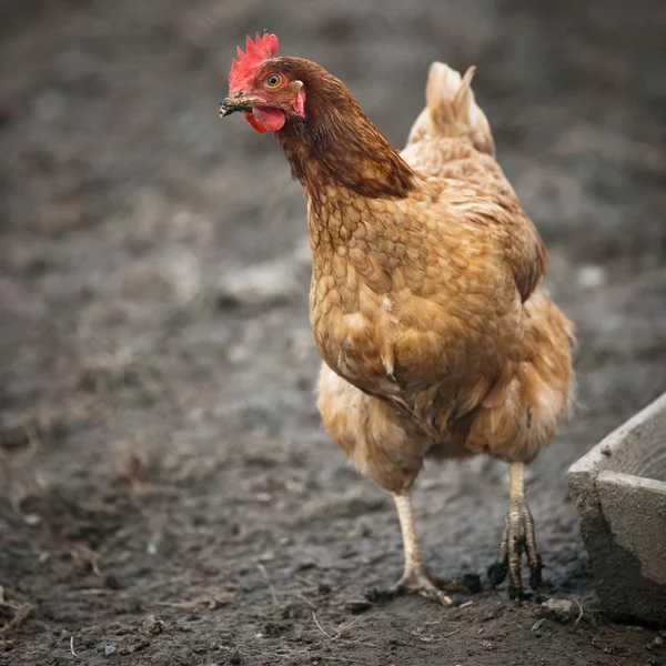 Bir tavuk (Gallus gallus domesticus çiftlik avlusu closeup) — Stok fotoğraf