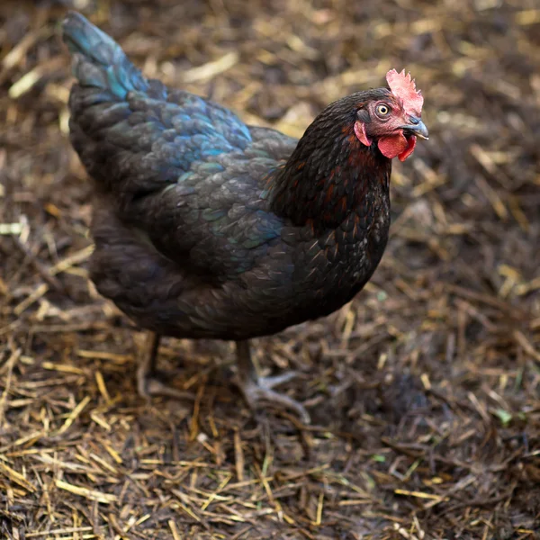 stock image Closeup of a hen in a farmyard (Gallus gallus domesticus)