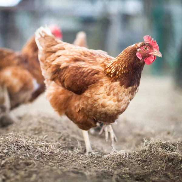 Close-up van een kip in een boerderij (Gallus gallus domesticus) — Stockfoto