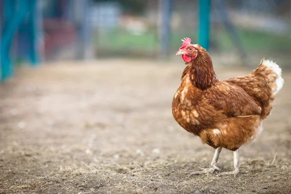 Gros plan d'une poule dans une ferme (Gallus gallus domesticus ) — Photo