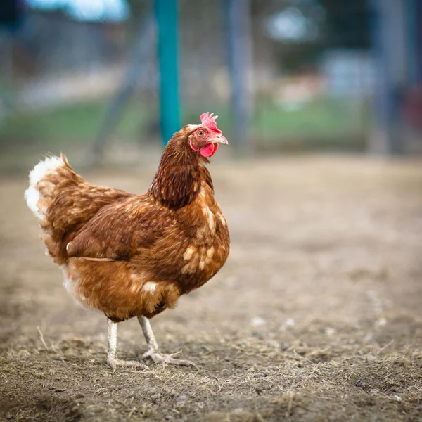 Gros plan d'une poule dans une ferme (Gallus gallus domesticus ) — Photo