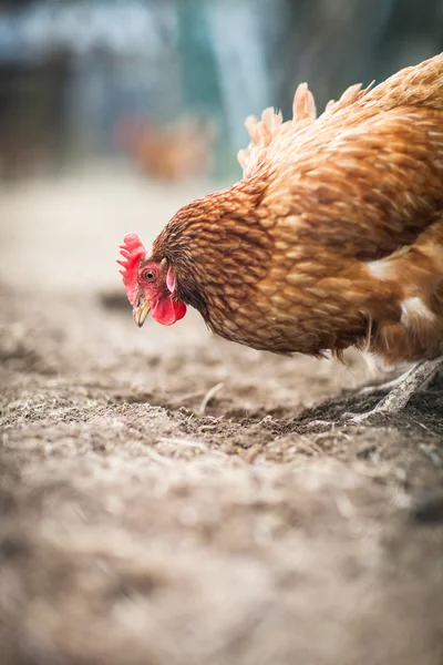 Pendekatan ayam di sebuah peternakan (Gallus gallus domesticus ) — Stok Foto