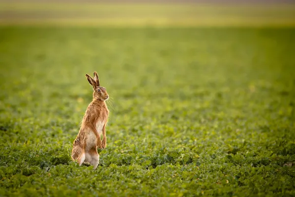 Brun hare (lepus europaeus) — Stockfoto