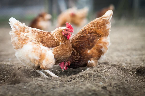 Pendekatan ayam di sebuah peternakan (Gallus gallus domesticus ) — Stok Foto
