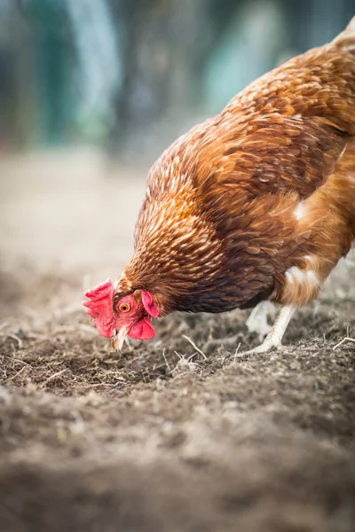 Fecho de uma galinha em um quintal (Gallus gallus domesticus ) — Fotografia de Stock