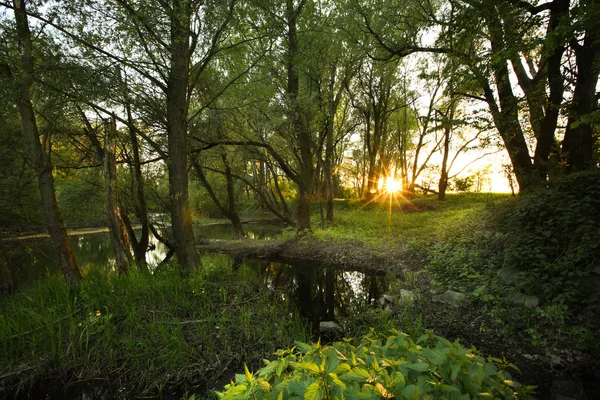 Beautiful riparian forest scenery on a lovely summer evening — Stock Photo, Image