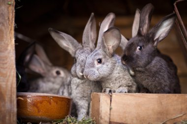 Young rabbits popping out of a hutch clipart