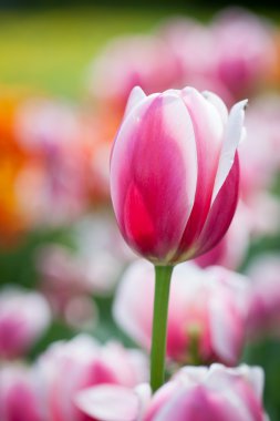 güzel çiçek açması Lale çiçek