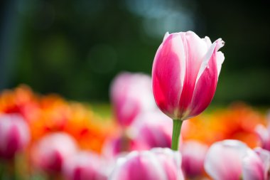 güzel çiçek açması Lale çiçek