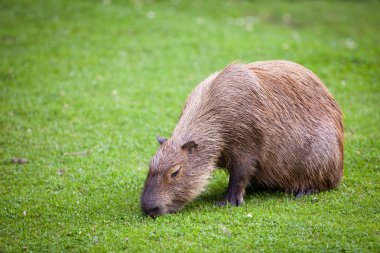 Capibara taze yeşil çimenlerin üzerinde otlatma