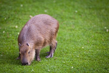 Capibara taze yeşil çimenlerin üzerinde otlatma