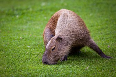 Capibara taze yeşil çimenlerin üzerinde otlatma