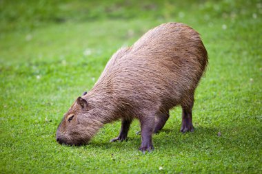 Capibara taze yeşil çimenlerin üzerinde otlatma