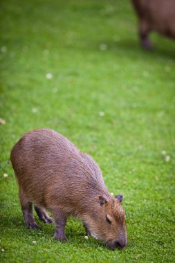 Capibara taze yeşil çimenlerin üzerinde otlatma