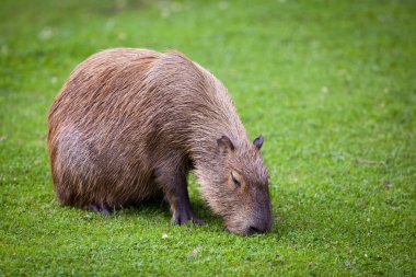 Capibara taze yeşil çimenlerin üzerinde otlatma