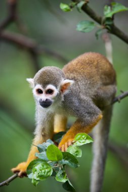ortak bir sincap maymun Close-Up