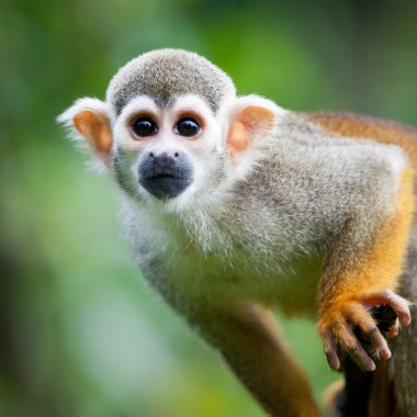 Close-up of a Common Squirrel Monkey clipart