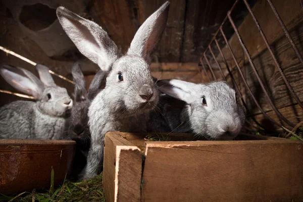 Conejos jóvenes saliendo de un embrague —  Fotos de Stock