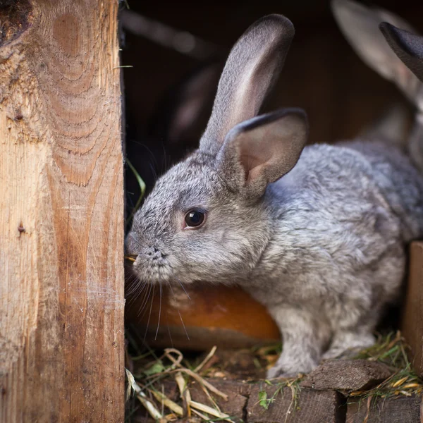 Unga kaniner poppar ur en kaninbur — Stockfoto