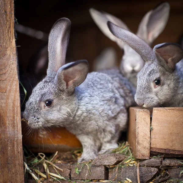 Jovens coelhos saltando de uma hutch — Fotografia de Stock