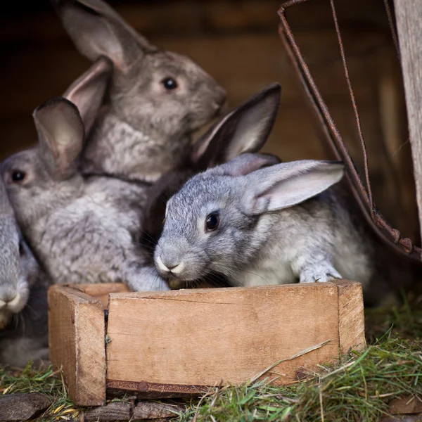 Young rabbits popping out of a hutch — Stock Photo, Image