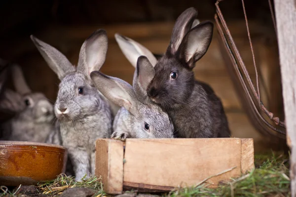 Junge Kaninchen, die aus einem Stall springen — Stockfoto