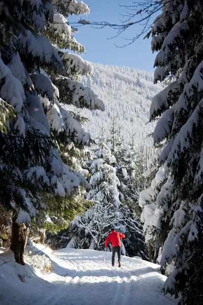 Esquí de fondo: joven esquí de fondo —  Fotos de Stock