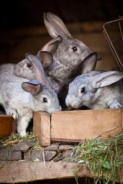 Jeunes lapins sortant d'une huche — Photo