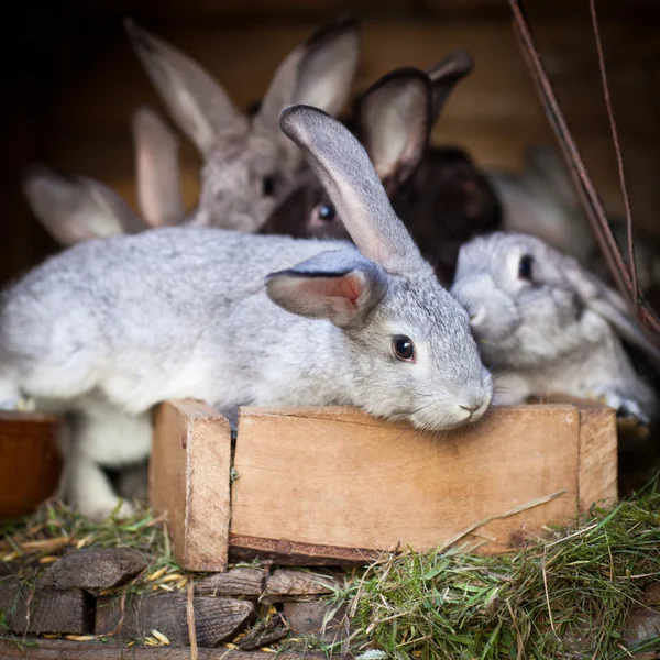 Mladí králíci vykoukali hutch — Stock fotografie