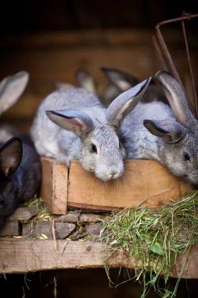 Молоді кролики вискочили з хатини — стокове фото