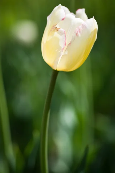 Krásné kvetoucí květiny Tulipán — Stock fotografie