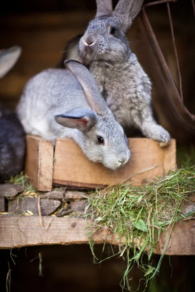 Young rabbits popping out of a hutch — Stock Photo, Image