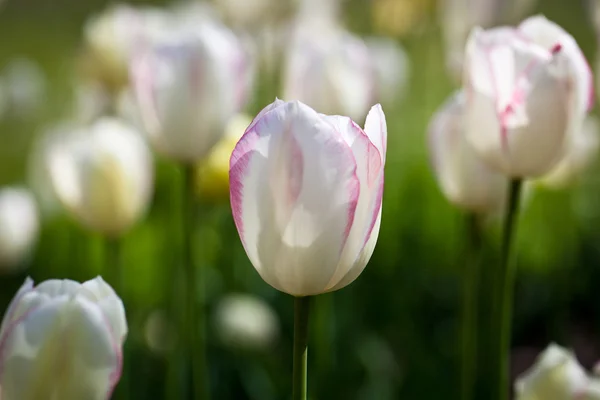 Красиві квіти тюльпанів на весняному сонці — стокове фото