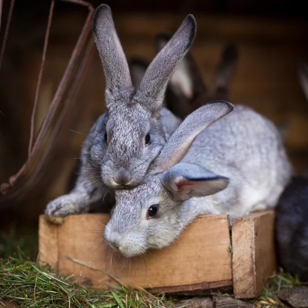 Genç tavşan hutch haşhaş — Stok fotoğraf