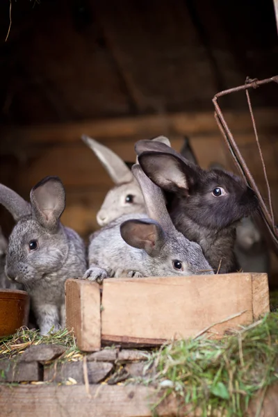 Молодые кролики выпрыгивают из буфета — стоковое фото