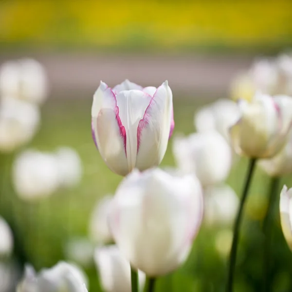Красиві квіти тюльпанів — стокове фото