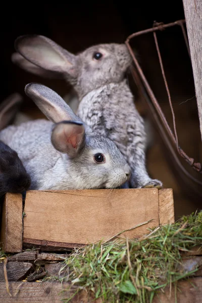 Jonge konijnen knallen uit een hok — Stockfoto