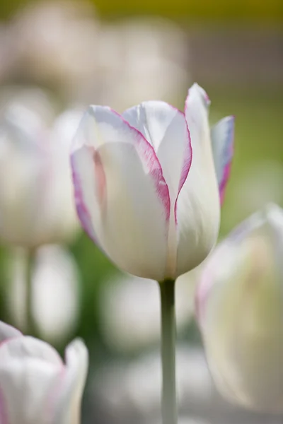 Piękne kwitnących kwiatów tulipanów — Zdjęcie stockowe