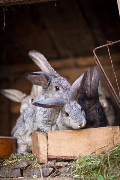 Unga kaniner poppar ur en kaninbur — Stockfoto