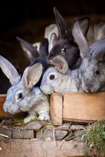 Jonge konijnen knallen uit een hok — Stockfoto