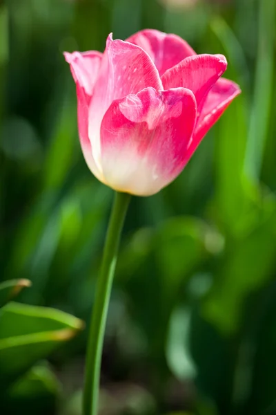 Hermosas flores de tulipán en flor — Foto de Stock