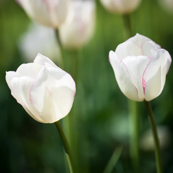 Piękne kwitnących kwiatów tulipanów — Zdjęcie stockowe